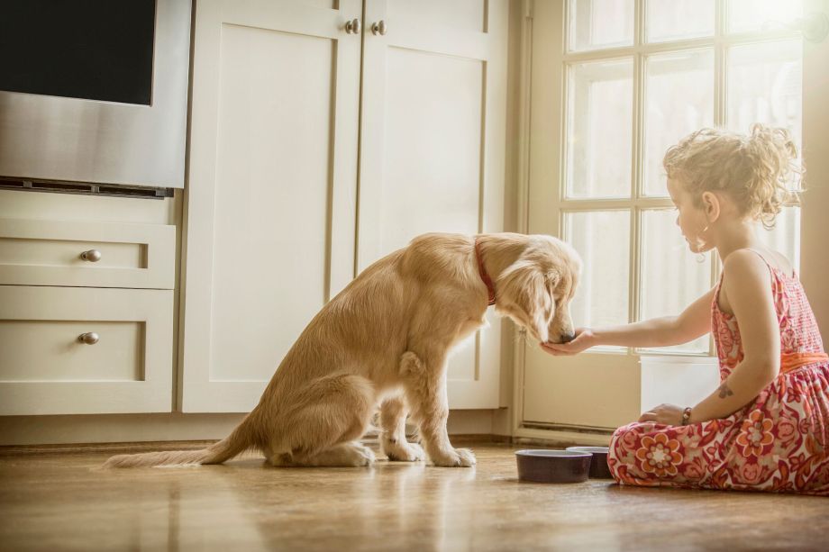 Little girl feeding her dog in the kitchen, hardwood flooring