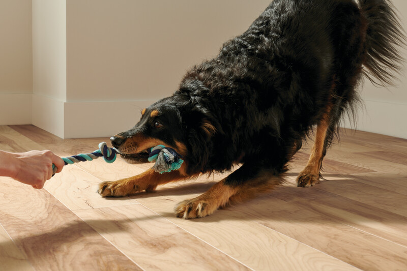 Dog pulling on a toy addressing whether you can have hardwood floors and dogs